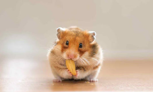 Hamster Starter Pack: What You Really Need