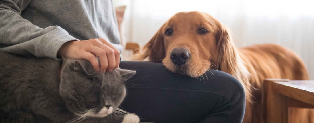 Seasonal Pet Grooming Tips: Keep Your Pet Happy and Healthy All Year Round