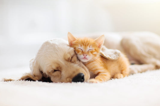 Top 5 Pet Essentials Every New Pet Parent Needs