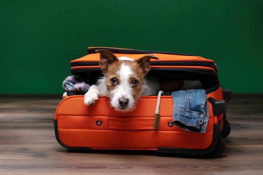 Traveling with Pets : Tips for Stress-Free Trips