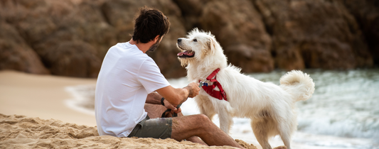 The Ultimate Pet Care Guide for First-Time Owners