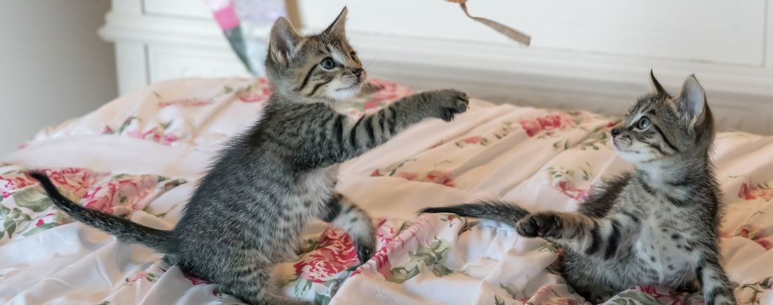 10 Must-Have Products for Your Pet’s Happiness and Well-Being