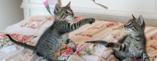10 Must-Have Products for Your Pet’s Happiness and Well-Being