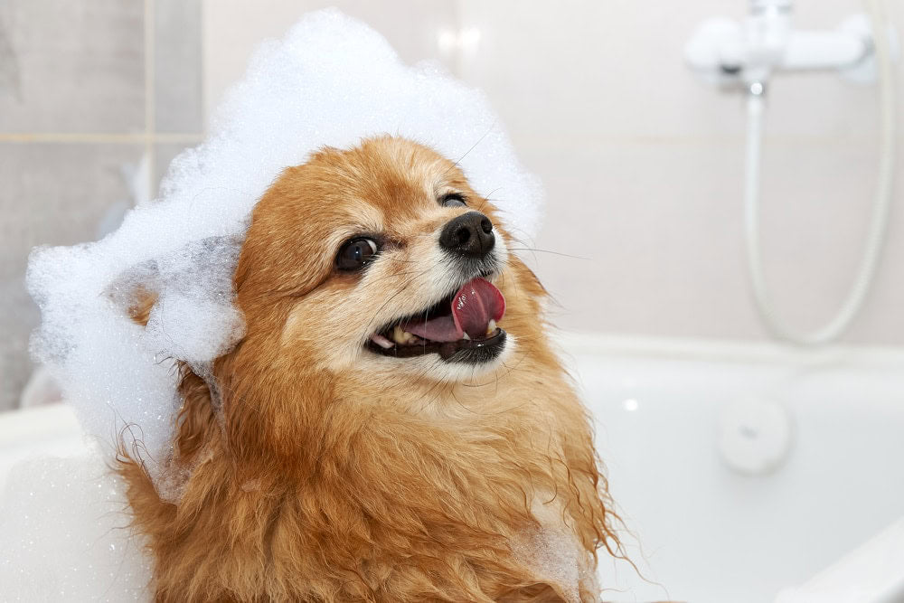 How to Pick the Best Dog Shampoo for Sensitive Skin