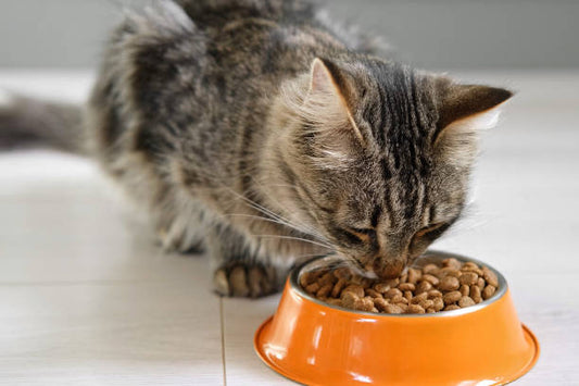Best Cat Food in Malaysia: Affordable & Healthy Options