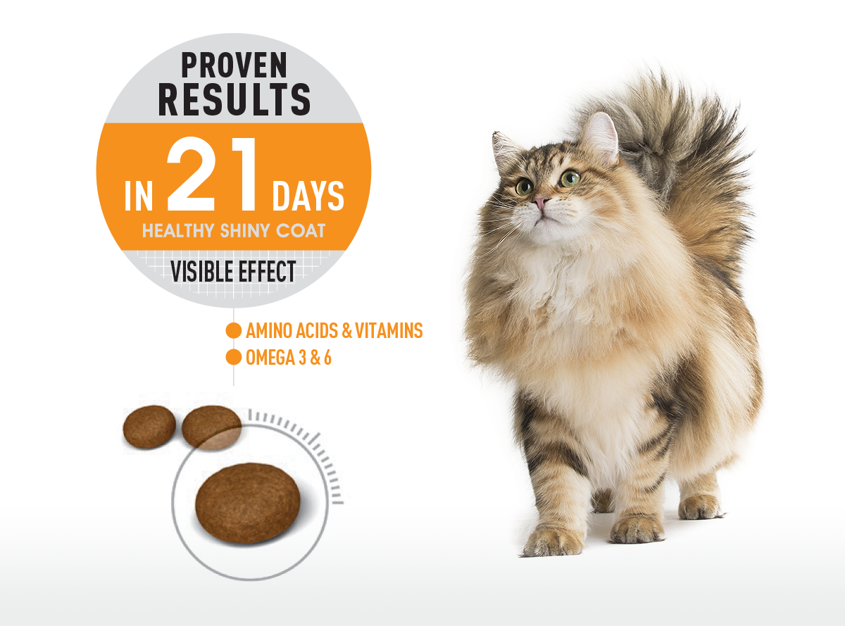 Royal Canin Hair & Skin Cat Dry Food 4kg