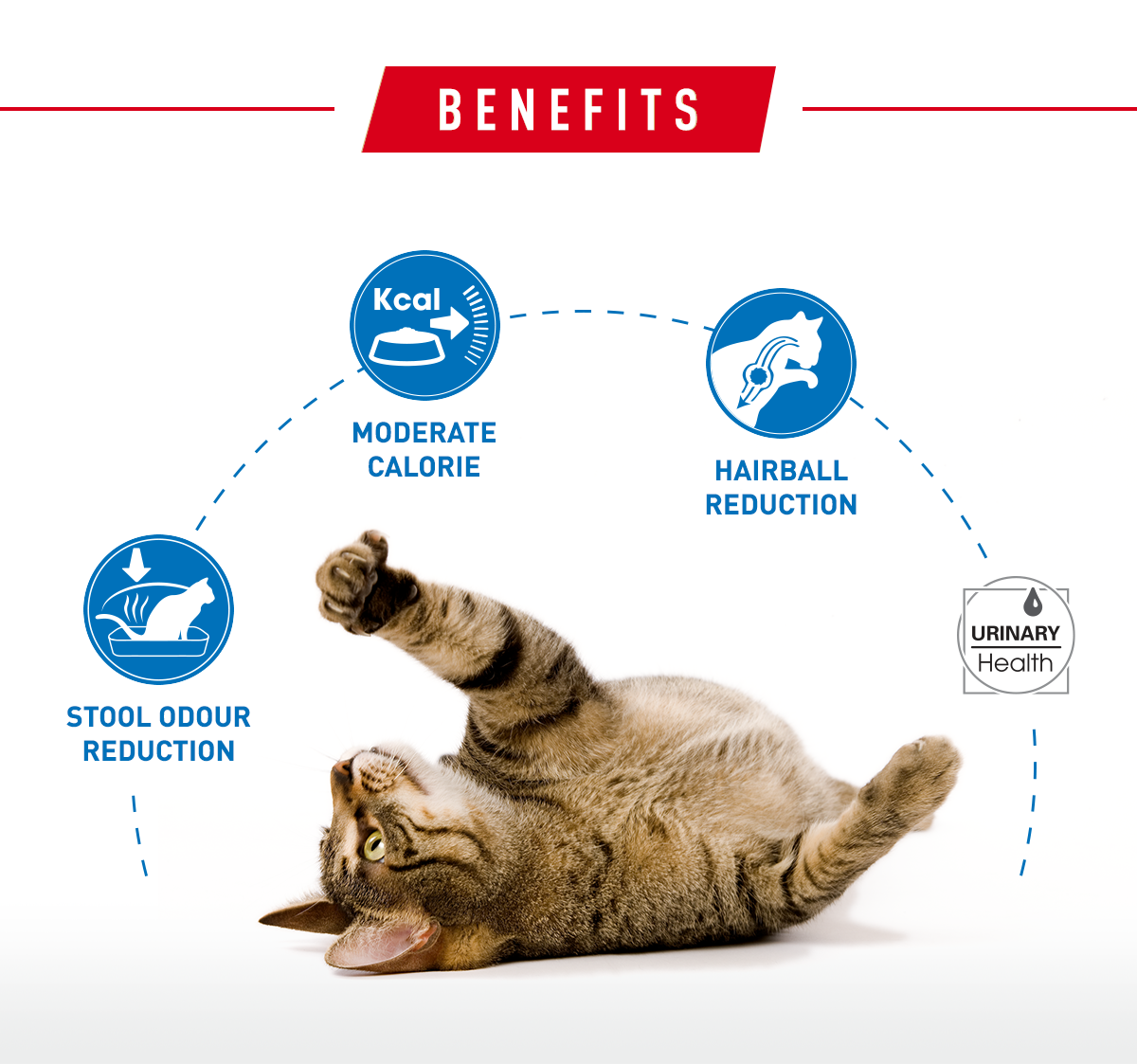 Royal Canin Home Indoor 27 Cat Dry Food 4kg