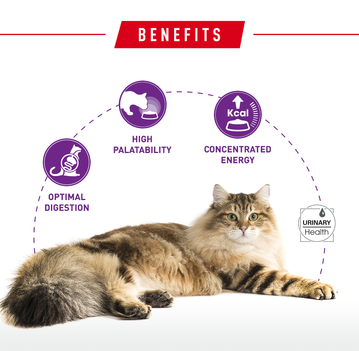Royal Canin Regular Sensible 33 Cat Dry Food 400g