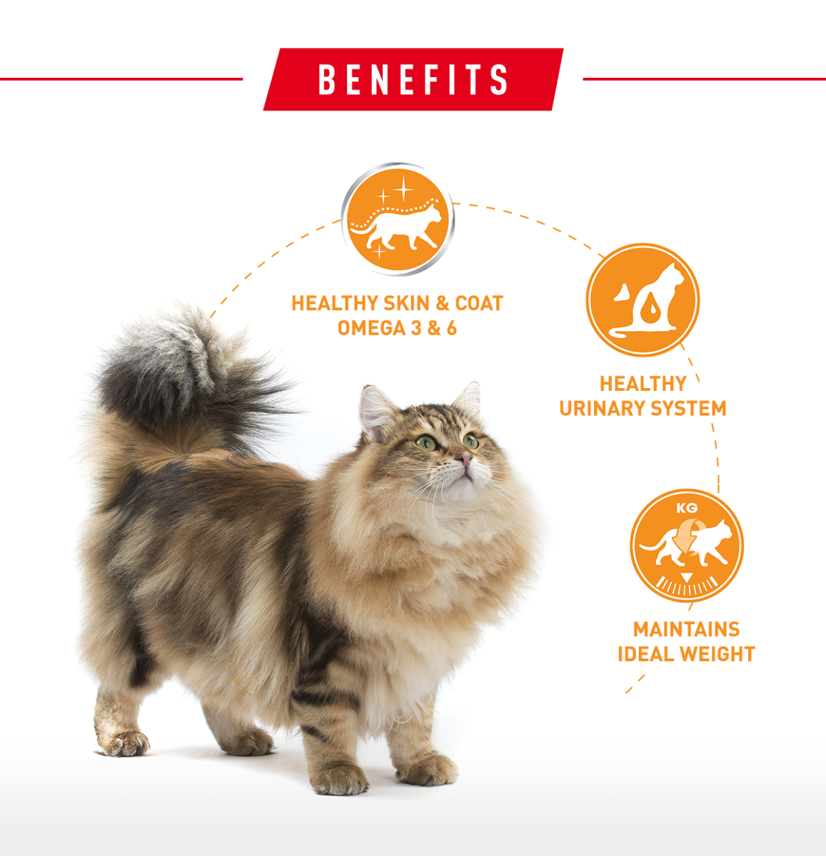 Royal Canin Intense Beauty Care Cat Wet Pouch 85g