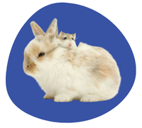 Small Animal