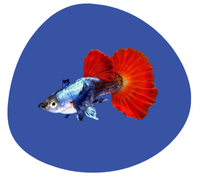 Fish & Aquatic