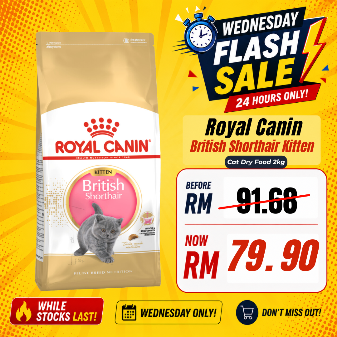 Royal Canin British Shorthair Kitten Cat Dry Food 2kg
